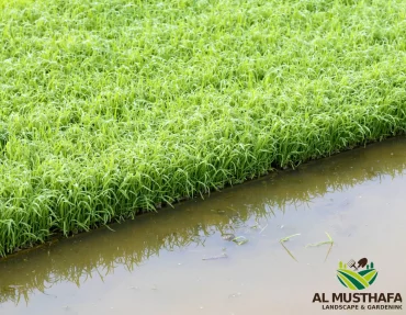 does artificial grass drain water in dubai