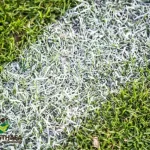 Which Artificial Grass is Best in Dubai: A Comprehensive Guide